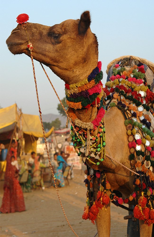 the wild path.in gallery12