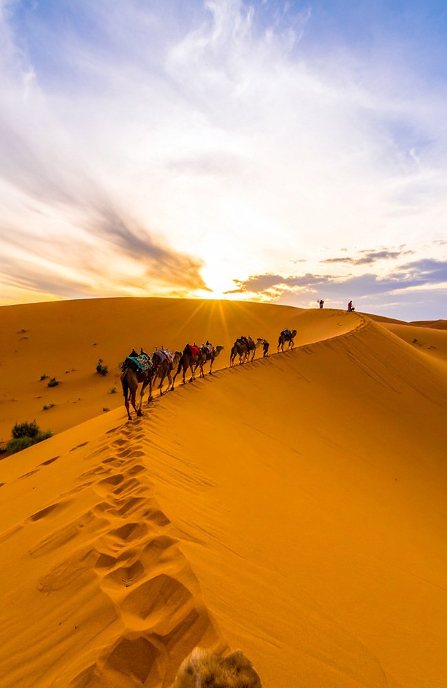 the wild path.in gallery16