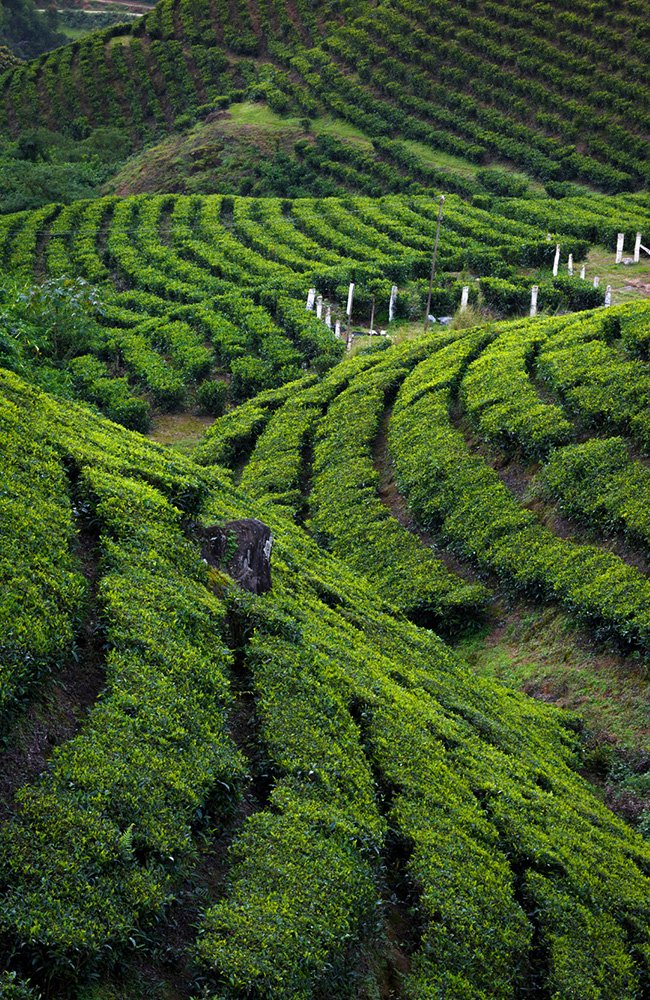 the wild path.in gallery8